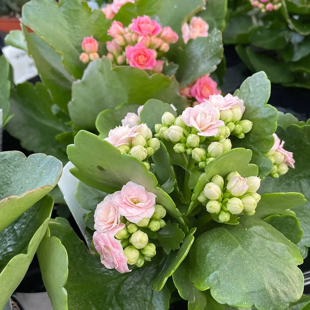 Calandiva Flowering Kalanchoe - Assorted Colors