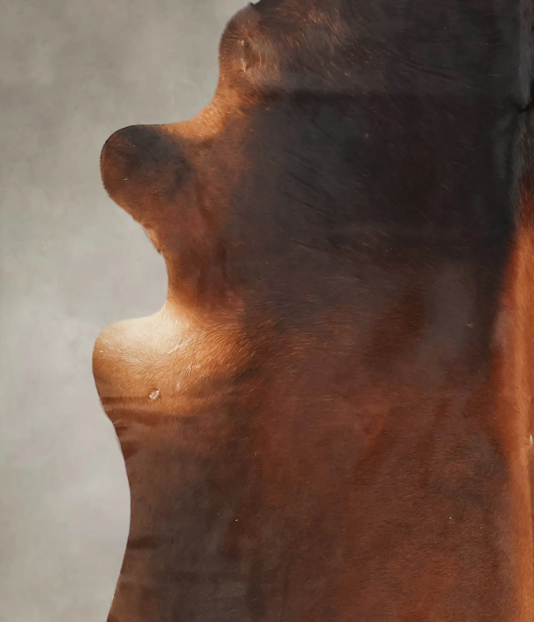 Warm Caramel X-Large Brazilian Cowhide Rug 7'1"H x 6'4"W #B1107 by Hudson Hides